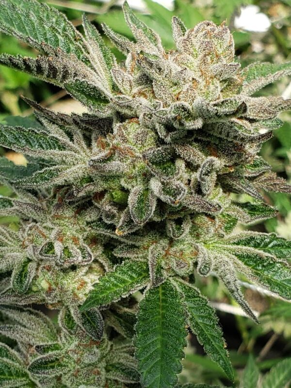 808 Genetics
