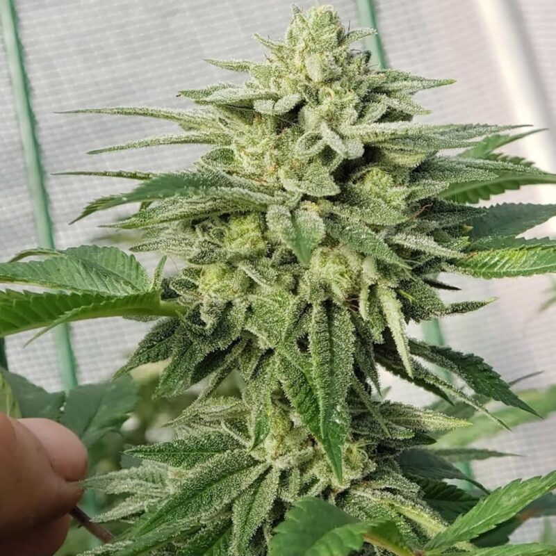 808 Genetics