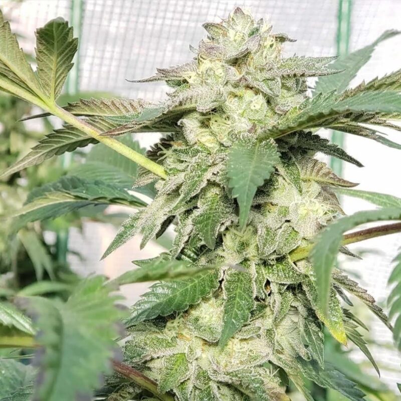 808 Genetics