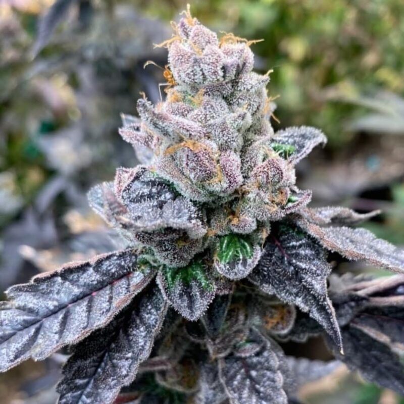 808 Genetics