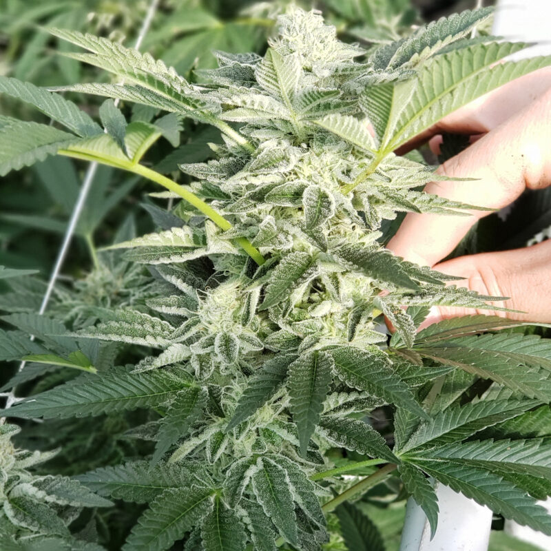808 Genetics