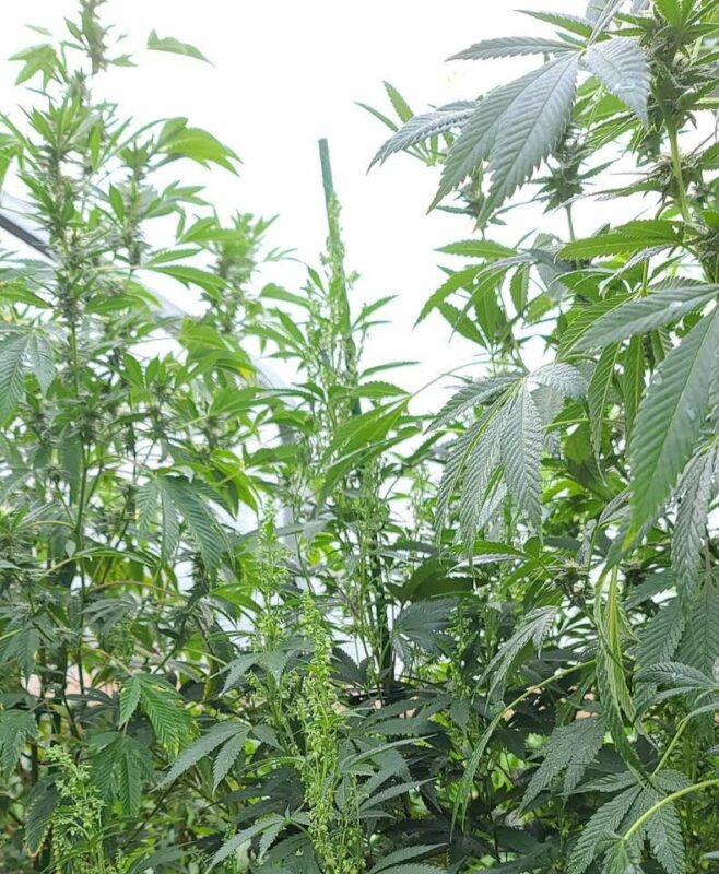 808 Genetics