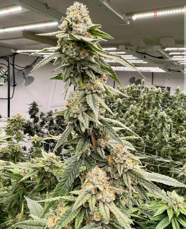 808 Genetics