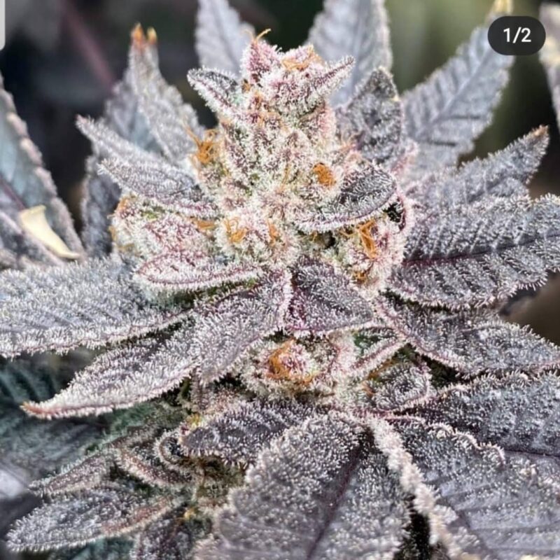 808 Genetics