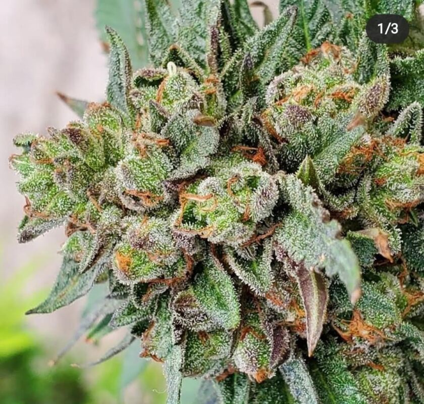 808 Genetics