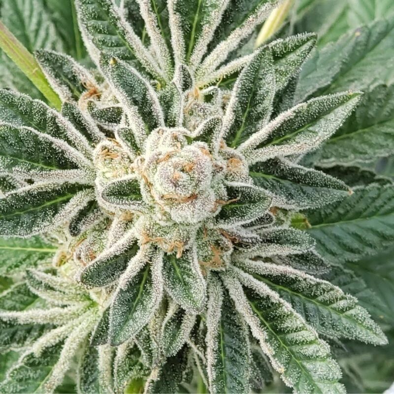 808 Genetics