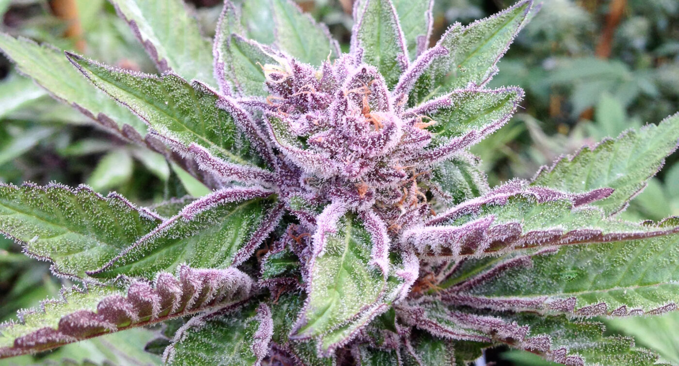 808 Genetics