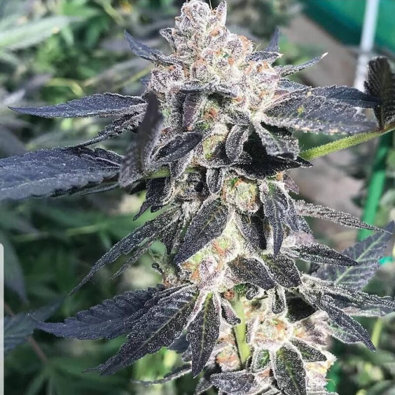 808 Genetics