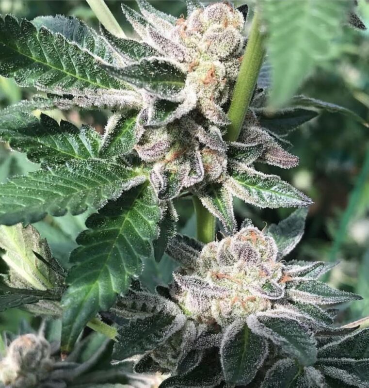 808 Genetics