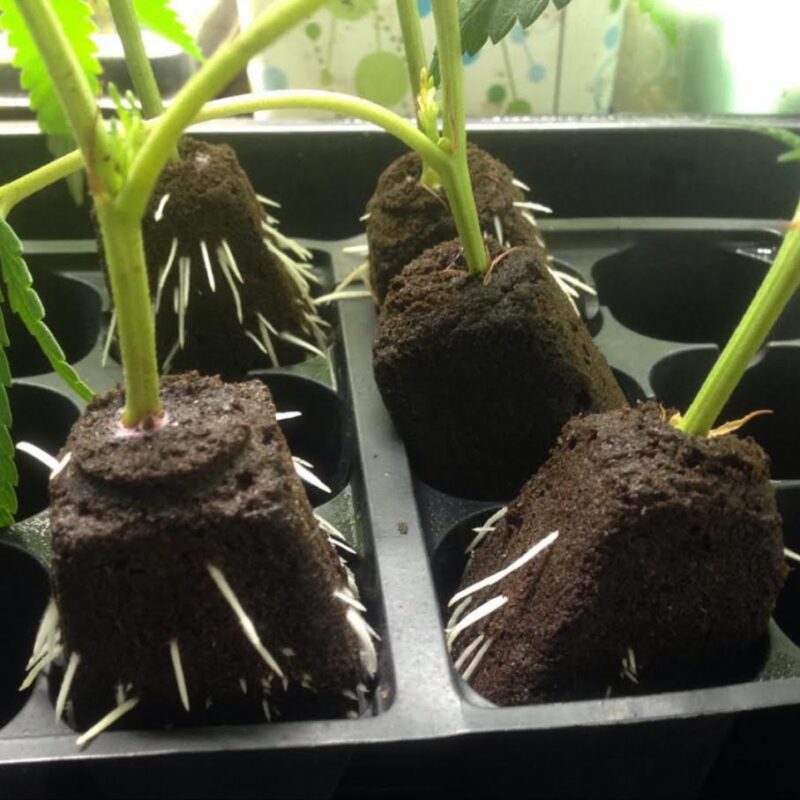 808 Genetics
