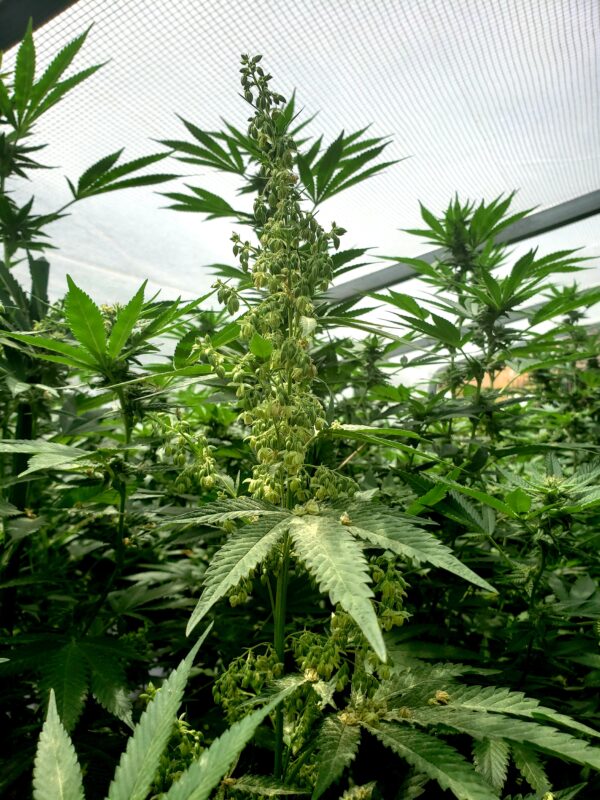 808 Genetics