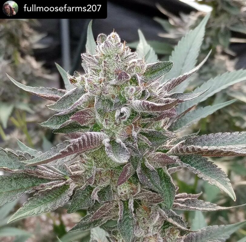 808 Genetics
