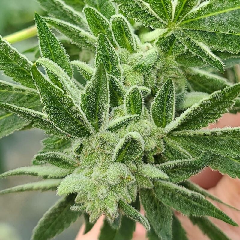 808 Genetics