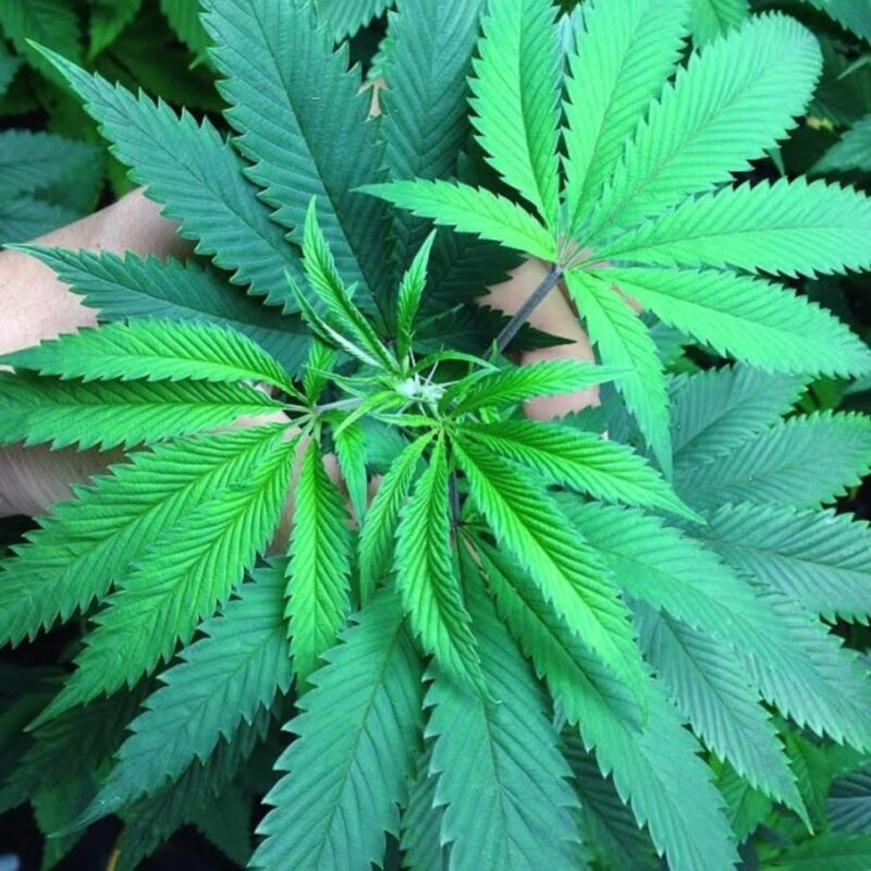 808 Genetics