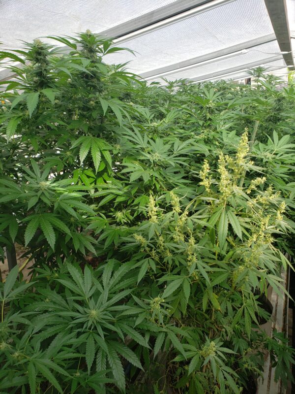 808 Genetics