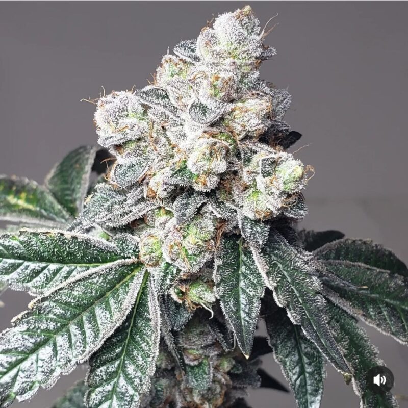 808 Genetics