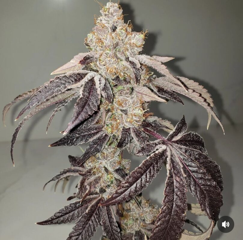 808 Genetics