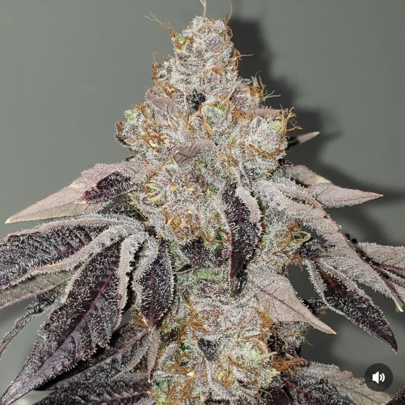 808 Genetics
