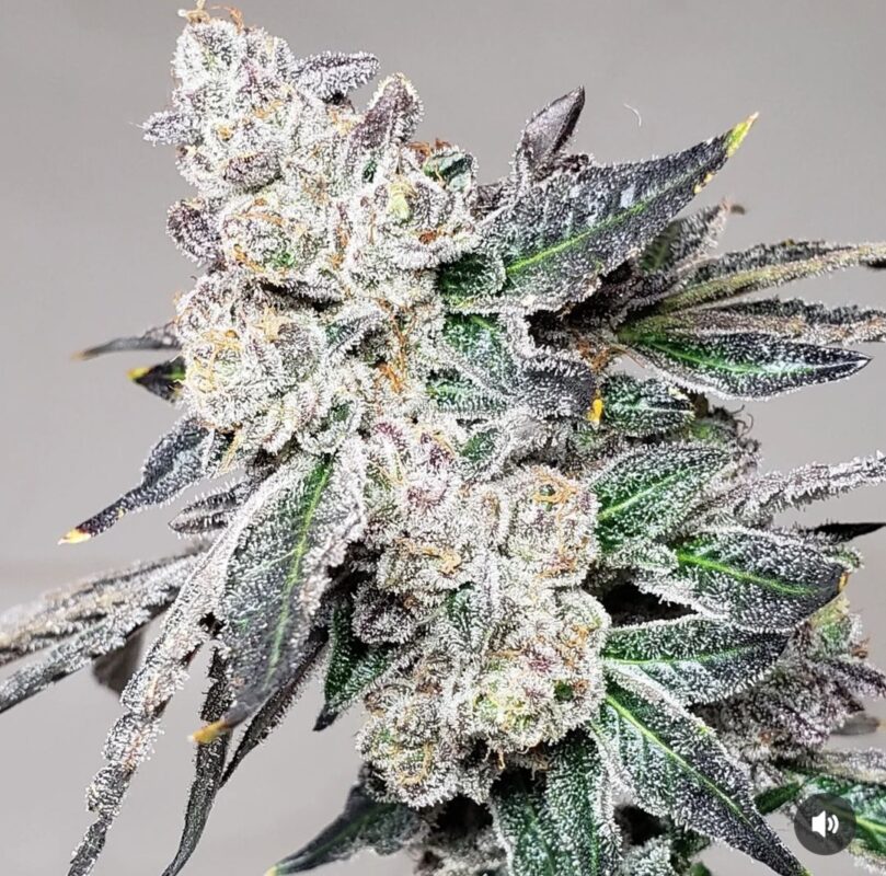 808 Genetics