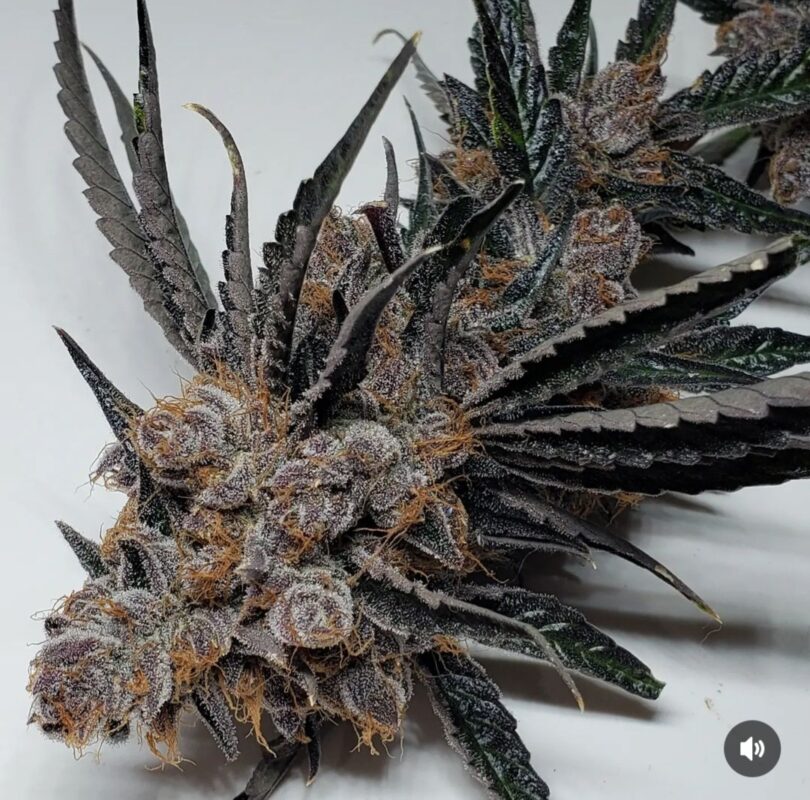 808 Genetics