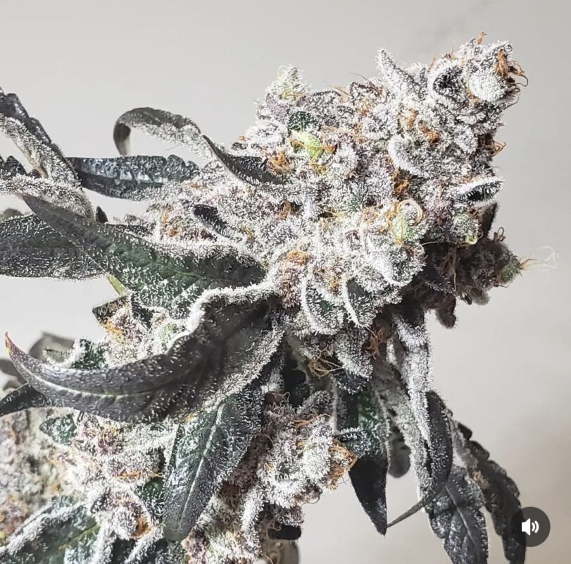 808 Genetics
